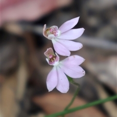 Caladenia carnea at Ulladulla, NSW - suppressed