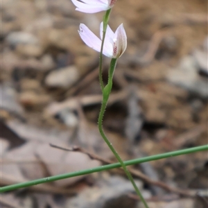 Caladenia carnea at Ulladulla, NSW - suppressed