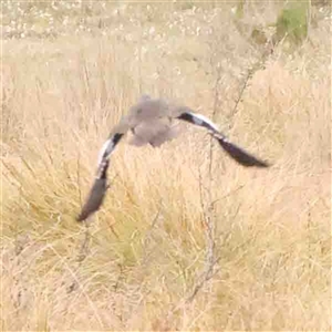 Anas gracilis at Gundaroo, NSW - 12 Sep 2024