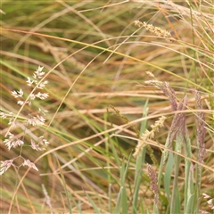 Holcus lanatus (Yorkshire Fog) at Gundaroo, NSW - 12 Sep 2024 by ConBoekel