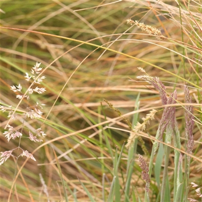 Holcus lanatus (Yorkshire Fog) at Gundaroo, NSW - 12 Sep 2024 by ConBoekel