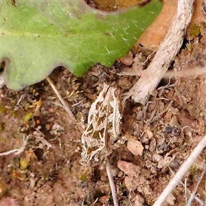 Tetrigidae (family) at Gundaroo, NSW - 12 Sep 2024