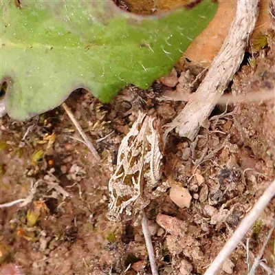 Tetrigidae (family) (Pygmy grasshopper) at Gundaroo, NSW - 12 Sep 2024 by ConBoekel