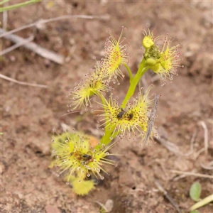 Drosera gunniana at Gundaroo, NSW - 12 Sep 2024 12:47 PM