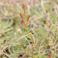 Rumex acetosella (Sheep Sorrel) at Gundaroo, NSW - 12 Sep 2024 by ConBoekel