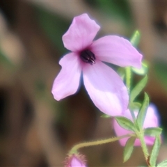 Tetratheca thymifolia (Black-eyed Susan) at Ulladulla, NSW - 14 Sep 2024 by Clarel