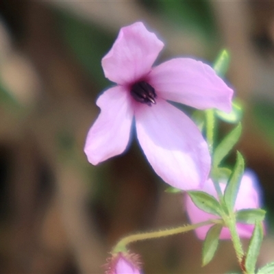 Tetratheca thymifolia (Black-eyed Susan) at Ulladulla, NSW - 14 Sep 2024 by Clarel