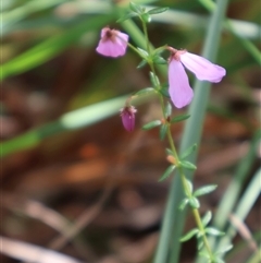 Tetratheca thymifolia at Ulladulla, NSW - 14 Sep 2024