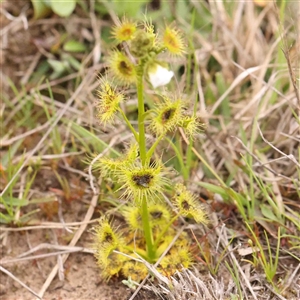 Drosera gunniana at Gundaroo, NSW - 12 Sep 2024 12:49 PM