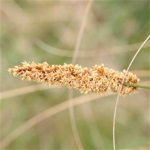 Carex appressa at Gundaroo, NSW - 12 Sep 2024