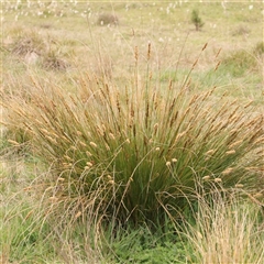 Carex appressa at Gundaroo, NSW - 12 Sep 2024