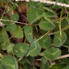 Trifolium subterraneum at Gundaroo, NSW - 12 Sep 2024