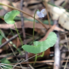 Viola silicestris (Sandstone Violet) at Ulladulla, NSW - 14 Sep 2024 by Clarel
