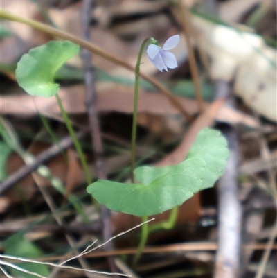 Viola silicestris (Sandstone Violet) at Ulladulla, NSW - 14 Sep 2024 by Clarel
