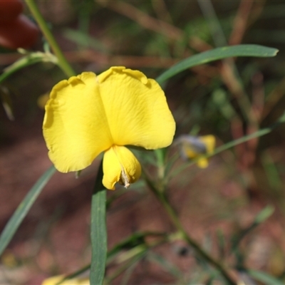 Gompholobium latifolium (Golden Glory Pea, Giant Wedge-pea) at Ulladulla, NSW - 14 Sep 2024 by Clarel