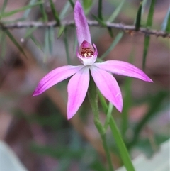 Caladenia hillmanii (Purple Heart Orchid) at Ulladulla, NSW - 14 Sep 2024 by Clarel