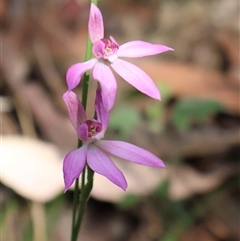 Caladenia hillmanii at Ulladulla, NSW - suppressed