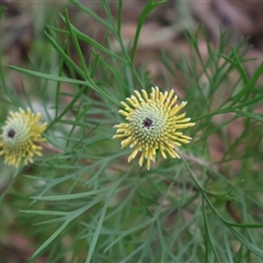 Isopogon anemonifolius (Common Drumsticks) at Ulladulla, NSW - 14 Sep 2024 by Clarel