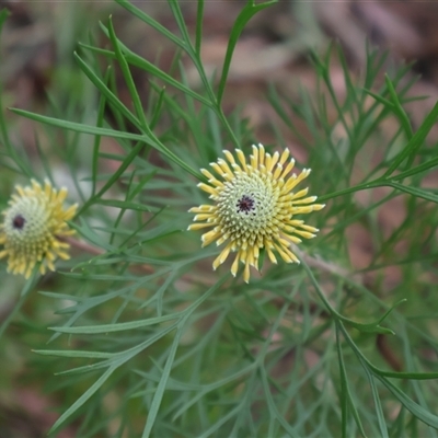 Isopogon anemonifolius (Common Drumsticks) at Ulladulla, NSW - 14 Sep 2024 by Clarel