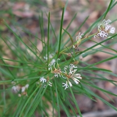 Grevillea patulifolia at Ulladulla, NSW - 14 Sep 2024 by Clarel