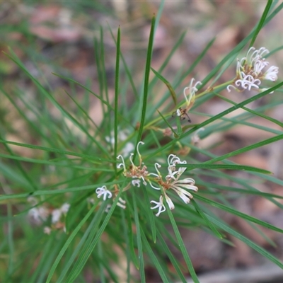 Grevillea patulifolia at Ulladulla, NSW - 14 Sep 2024 by Clarel