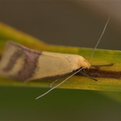 Coeranica isabella (A Concealer moth) at Denman Prospect, ACT - 13 Sep 2024 by patrickcox