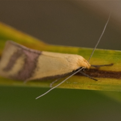 Coeranica isabella (A Concealer moth (Wingia group)) at Denman Prospect, ACT - 14 Sep 2024 by patrickcox
