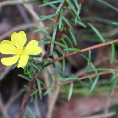 Hibbertia sp. at Ulladulla, NSW - 14 Sep 2024 by Clarel