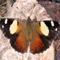 Vanessa itea (Yellow Admiral) at Denman Prospect, ACT - 13 Sep 2024 by patrickcox