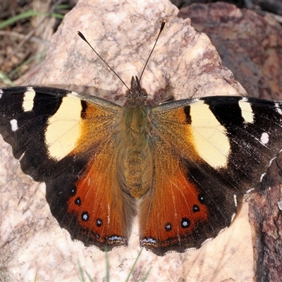 Vanessa itea (Yellow Admiral) at Denman Prospect, ACT - 13 Sep 2024 by patrickcox