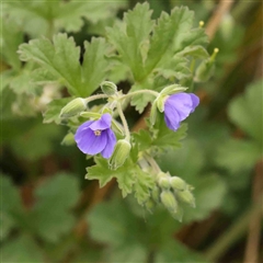 Erodium crinitum (Native Crowfoot) at Gundaroo, NSW - 12 Sep 2024 by ConBoekel