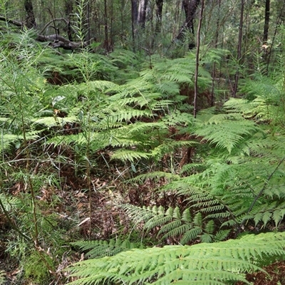 Calochlaena dubia (Rainbow Fern) at Ulladulla, NSW - 14 Sep 2024 by Clarel