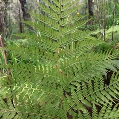 Calochlaena dubia at Ulladulla, NSW - 14 Sep 2024