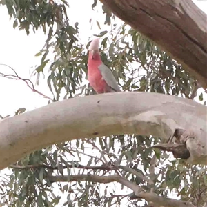 Eolophus roseicapilla at Gundaroo, NSW - 12 Sep 2024