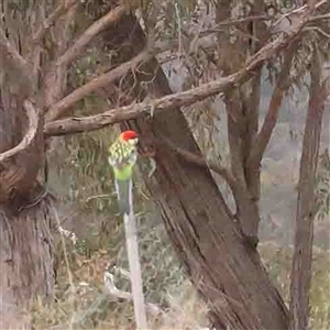 Platycercus eximius at Gundaroo, NSW - 12 Sep 2024