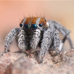 Maratus calcitrans (Kicking peacock spider) at Denman Prospect, ACT - 14 Sep 2024 by patrickcox