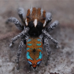 Maratus calcitrans at Denman Prospect, ACT - suppressed