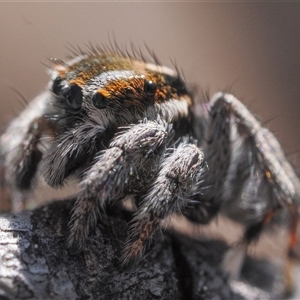 Maratus calcitrans at Denman Prospect, ACT - suppressed