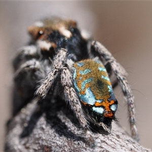 Maratus calcitrans at Denman Prospect, ACT - suppressed