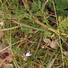 Erodium cicutarium (Common Storksbill, Common Crowfoot) at Gundaroo, NSW - 12 Sep 2024 by ConBoekel