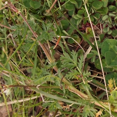 Erodium cicutarium at Gundaroo, NSW - 12 Sep 2024