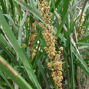 Lomandra longifolia at Ulladulla, NSW - 14 Sep 2024