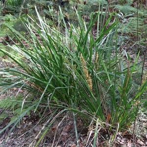 Lomandra longifolia at Ulladulla, NSW - 14 Sep 2024