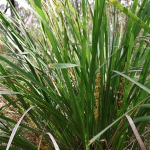 Lomandra longifolia at Ulladulla, NSW - 14 Sep 2024