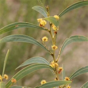 Acacia rubida at Gundaroo, NSW - 12 Sep 2024