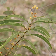 Acacia rubida at Gundaroo, NSW - 12 Sep 2024