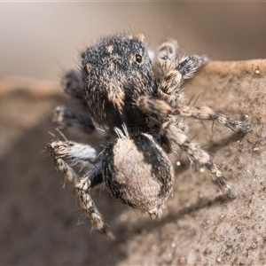 Euophryinae sp. (Rockhopper) undescribed at Denman Prospect, ACT - 14 Sep 2024 06:00 AM