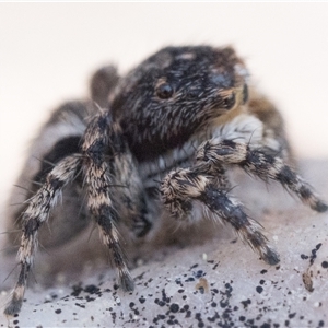 Euophryinae sp. (Rockhopper) undescribed at Denman Prospect, ACT - 14 Sep 2024 06:00 AM