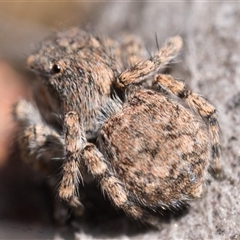 Euophryinae sp. (Rockhopper) undescribed at Denman Prospect, ACT - 14 Sep 2024