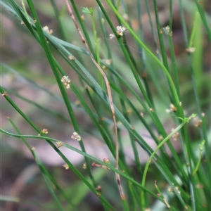 Amperea xiphoclada var. xiphoclada at Ulladulla, NSW - 14 Sep 2024